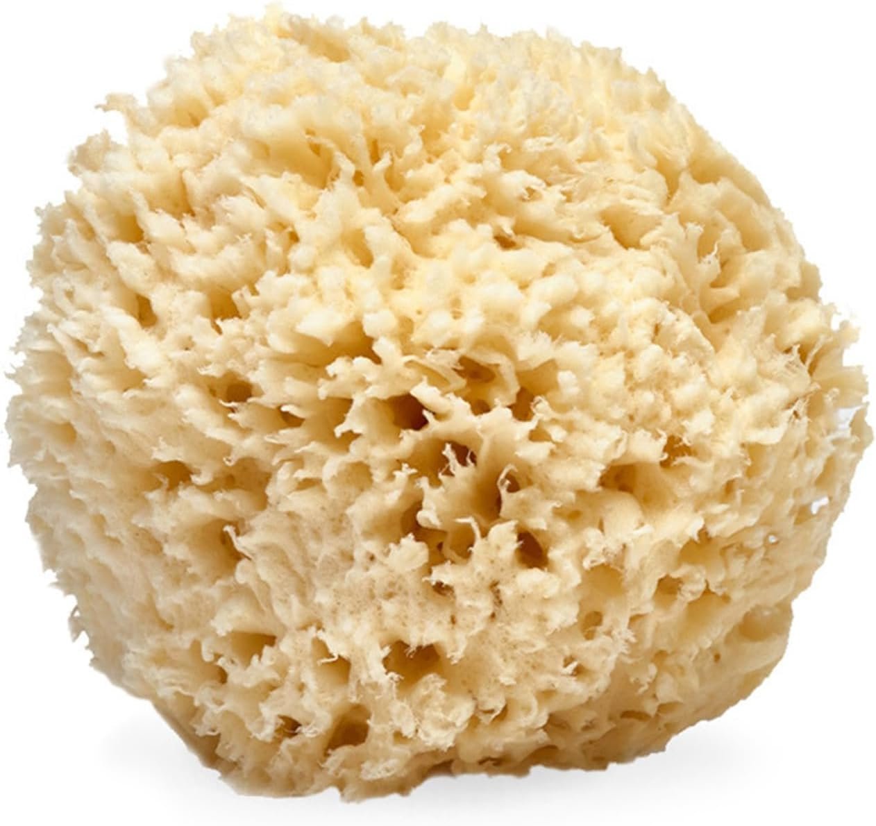 LATHER – Natural Sea Wool Sponge, 4-5″ – Organic Exfoliating Body Scrubber – Soft, Gentle Cleansing – Hypoallergenic – All Skin Types – Florida Natural Loofah Sponge – Cruelty Free – Beauty & Skincare
